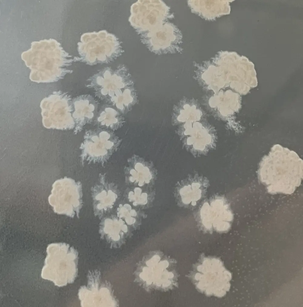 Bacillus licheniformis TCLigB and applied in producing compost