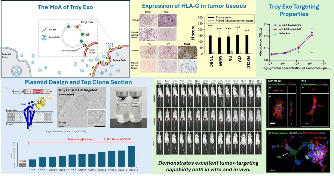 Targeted extracellular vesicle-based therapeutic platform: A nanocarrier for nucleic acid and chemotherapeutic drug delivery
