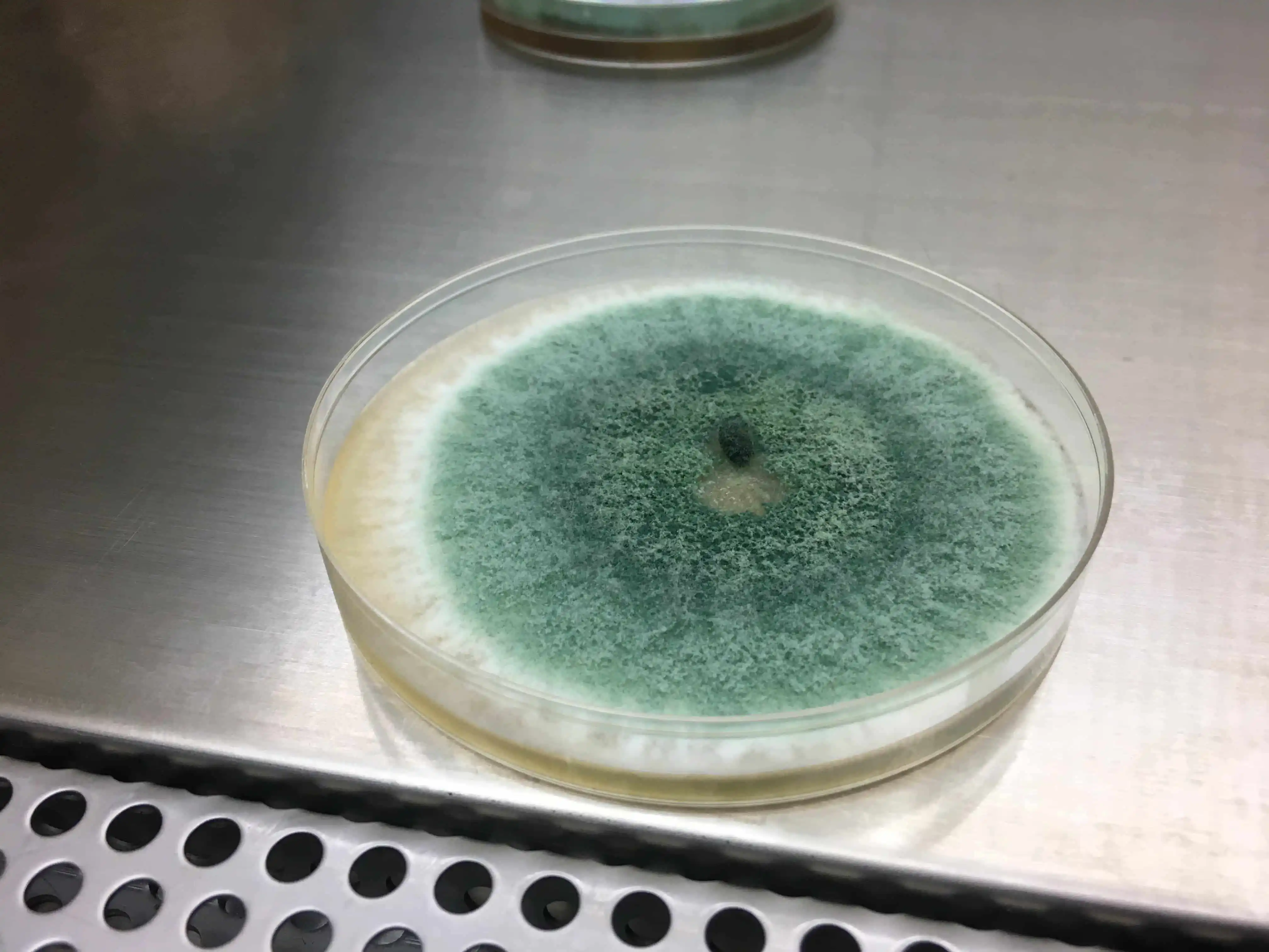 木黴菌TCTP003應用於作物耐逆境能力提升之技術