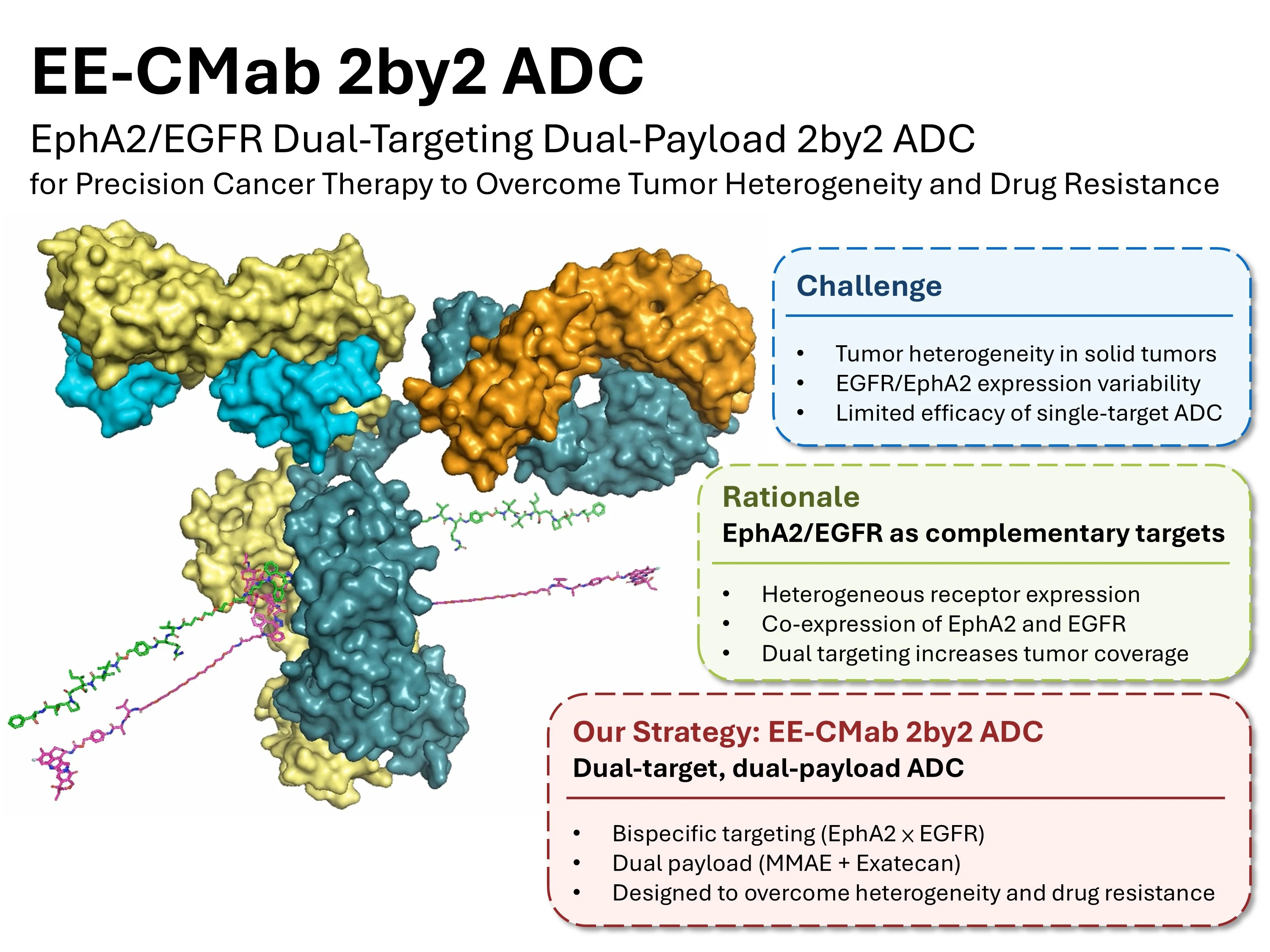 EphA2/EGFR Dual-Targeting Dual-Payload 2by2 ADC for Precision Cancer Therapy to Overcome Tumor Heterogeneity and Drug Resistance