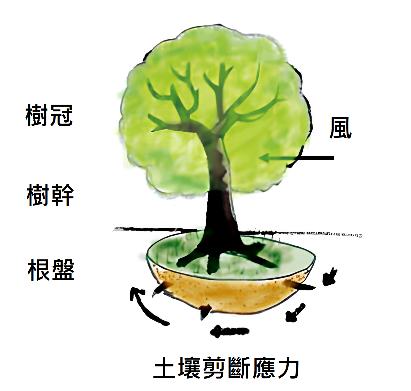 Safety criterion for tree root retention force｜TIE
